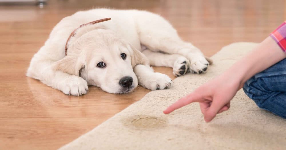 狗狗怎么教也不听话！训犬师问了一句：你正确训练了吗？