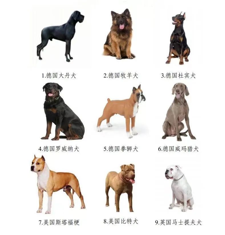 禁养犬种类图片