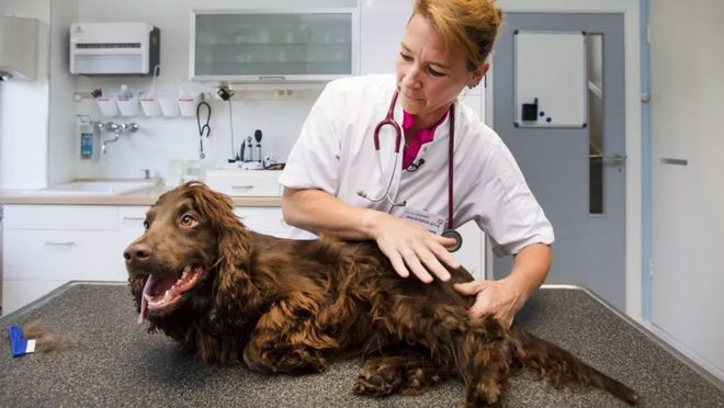 荷兰发现几只患有无法治愈疾病的狗，使人生病！
