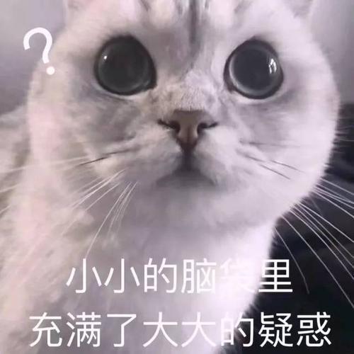 【贫民窟养猫少女喵】独家原创禁止一切搬运、抄袭、洗稿等行为