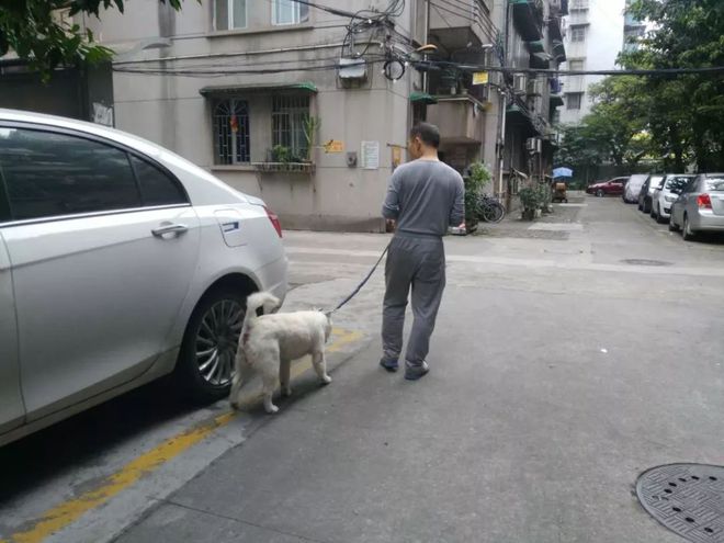 家养犬类伤人事件引争议居民小区内遛狗致其死亡