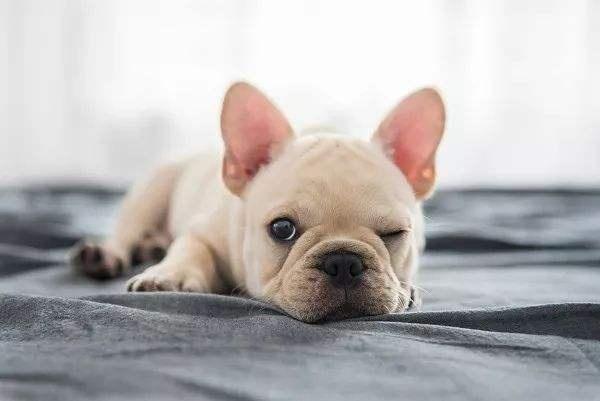 狗狗疑患狂犬病的6大征兆，你知道几个？