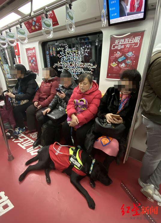 导盲犬被质疑“奢侈”骗局？中国盲协主席：免费给盲人使用 养护成本相当于普通宠物