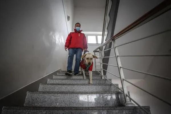 培养一只导盲犬有多难成本超过20万