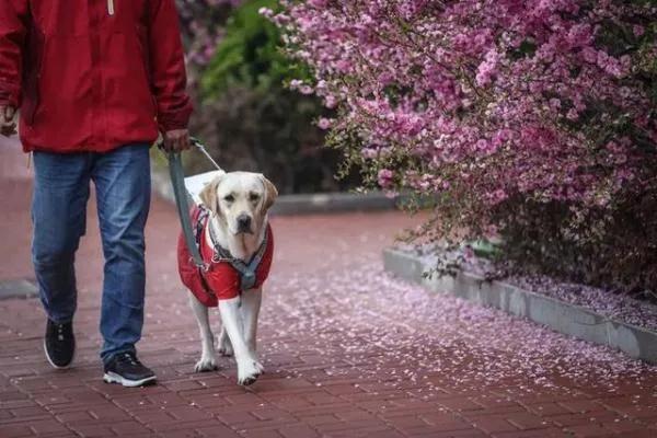 培养一只导盲犬有多难成本超过20万