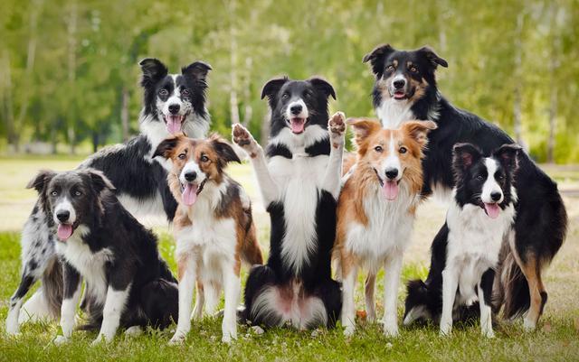 俄罗斯的狗品种大全_俄罗斯犬品种图片大全_俄罗斯饮料品种大全