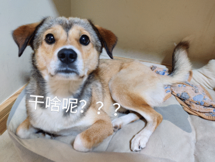 养“宠物狗”和“田园犬”的几点区别，太真实了