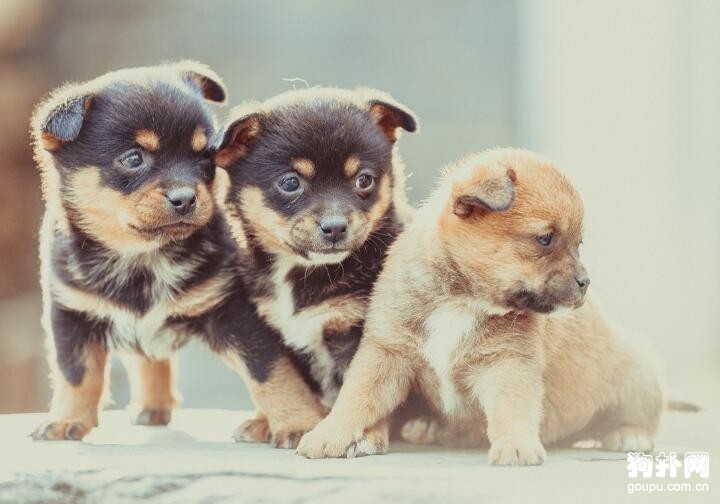 法斗和泰迪杂交成犬图_泰迪和田园犬杂交狗_泰迪和田园犬杂交图片