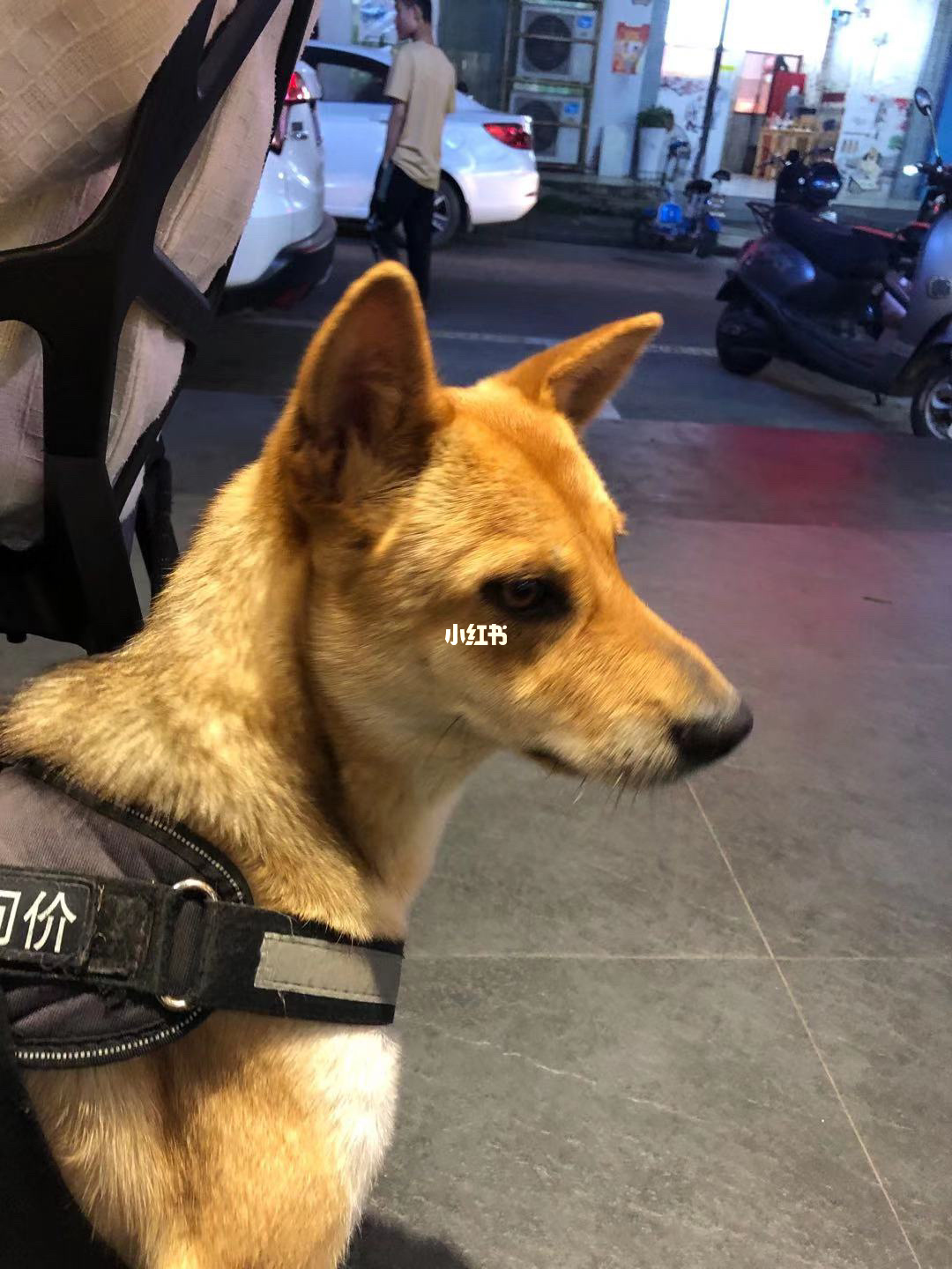 泰迪和田园犬杂交狗_法斗和泰迪杂交成犬图_泰迪和田园犬杂交图片