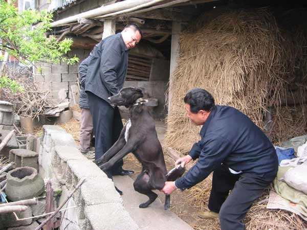 狗狗这几个表现，在外面遇上了，一定要小心