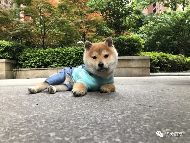 柴犬免费鉴定/柴犬幼犬入手/问题咨询！！