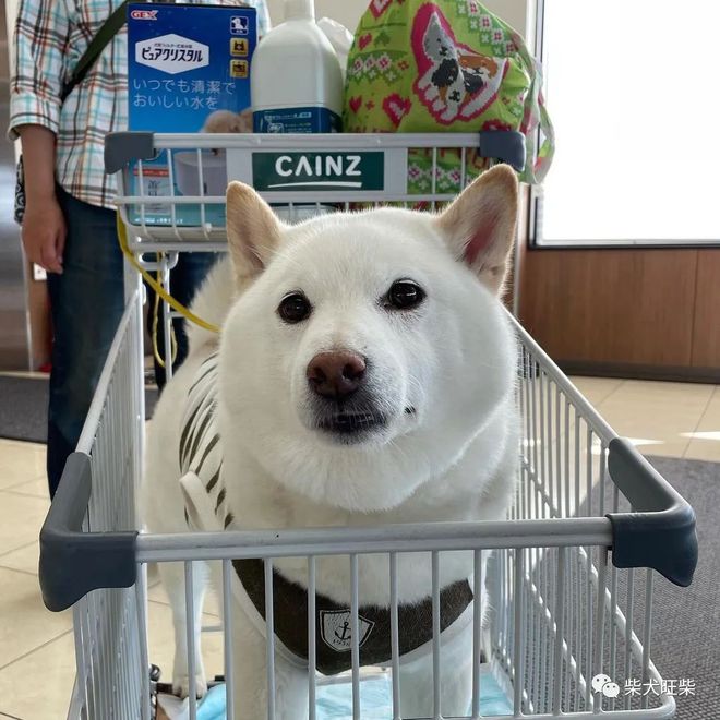 柴犬免费鉴定/柴犬幼犬入手/问题咨询！！