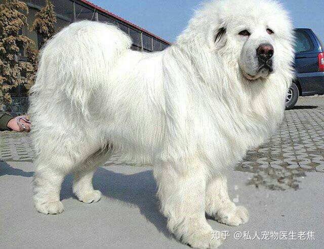 杂交狗不好么_杂交过的狗生不出纯种狗_狗人杂交过程