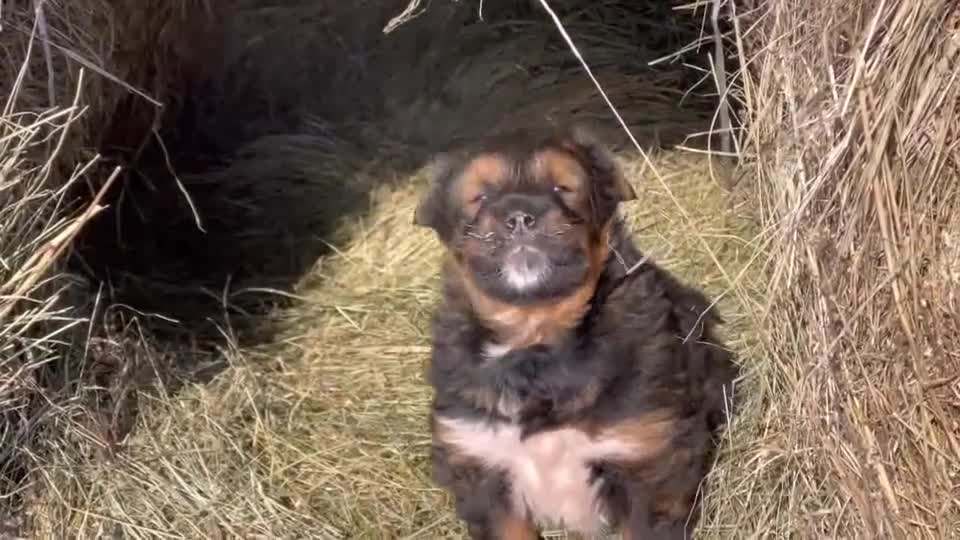 狗人杂交过程_杂交狗不好么_杂交过的狗生不出纯种狗