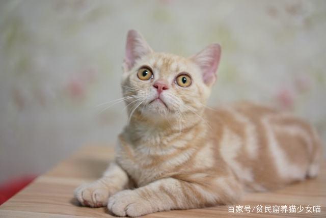 【贫民窟养猫少女喵】一下2019年最受欢迎的猫咪Top10