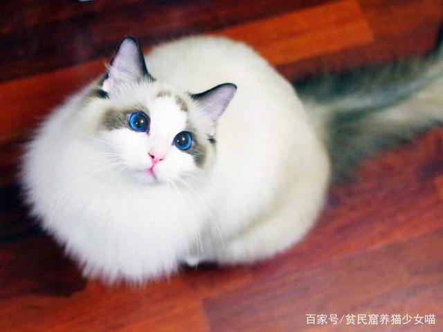 【贫民窟养猫少女喵】一下2019年最受欢迎的猫咪Top10