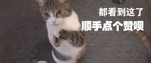 【贫民窟养猫少女喵】一下2019年最受欢迎的猫咪Top10