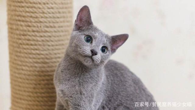 【贫民窟养猫少女喵】一下2019年最受欢迎的猫咪Top10