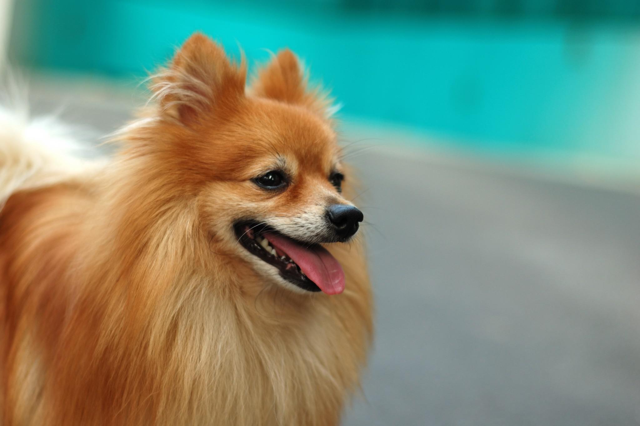 盘点：日常生活中最常见的15种狗狗以及它们的价格