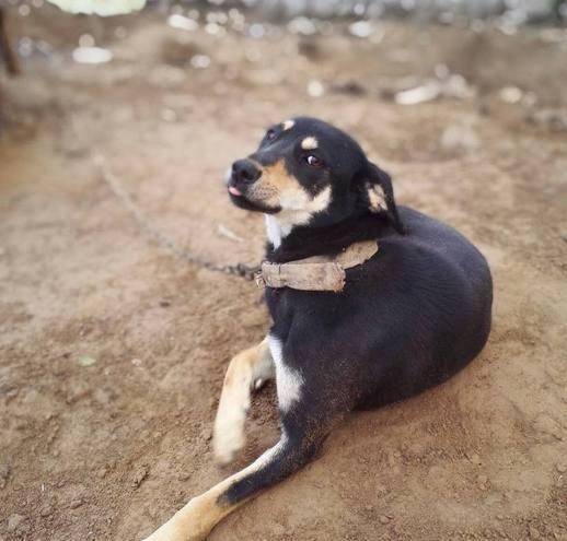 犬饲先生养狗记优酷_斗战圣狗and冥狗优酷_犬饲先生养狗记bd