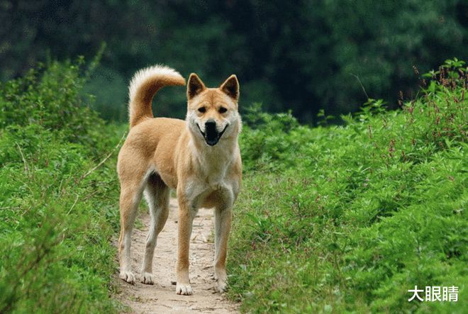 不知道你们是否喜欢田园犬呢？来文末告诉我吧！