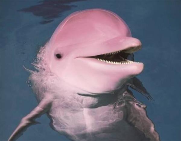 丹麦成人礼杀海豚_丹麦卡德龙海豚_丹麦 海豚