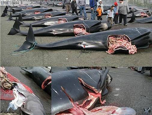 丹麦成人礼杀海豚_丹麦杀海豚_丹麦海豚节