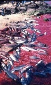 丹麦海豚节_丹麦杀海豚_丹麦成人礼杀海豚