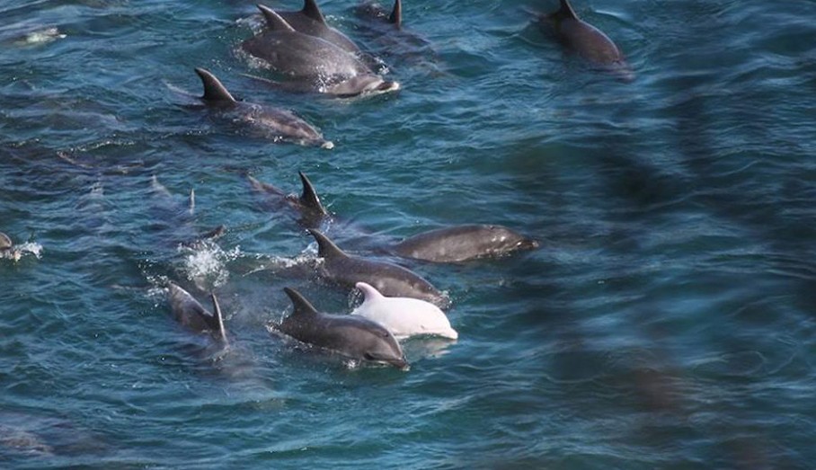 丹麦成人礼屠杀卡德龙海豚视频_丹麦海豚_丹麦成人礼杀海豚
