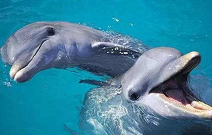 丹麦成人礼杀海豚_丹麦海豚_丹麦成人礼屠杀卡德龙海豚视频