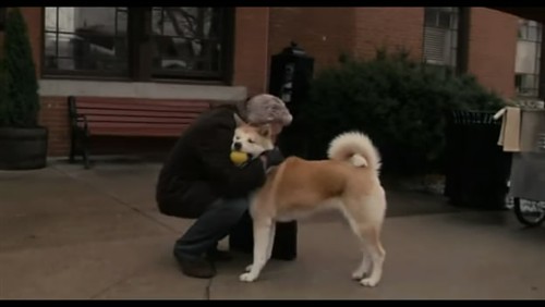 忠犬八公和忠犬八公物语_秋田犬忠犬八公里的狗_忠犬八公是什么品种狗