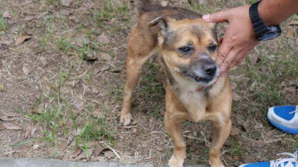 忠犬八公和忠犬八公物语_秋田犬忠犬八公里的狗_忠犬八公是什么品种狗