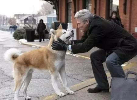 忠犬八公是什么品种狗_秋田犬忠犬八公里的狗_忠犬八公和忠犬八公物语