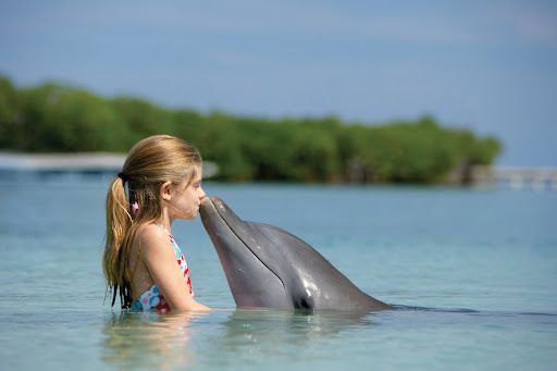 无辜的海豚，是海洋赠予人类最宝贵的礼物！