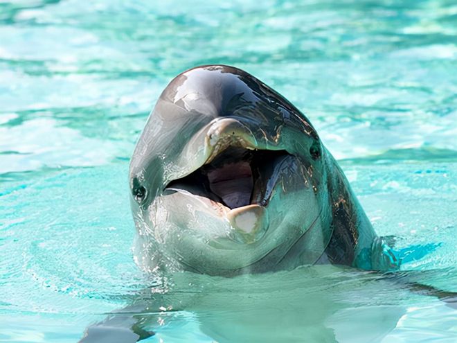 无辜的海豚，是海洋赠予人类最宝贵的礼物！