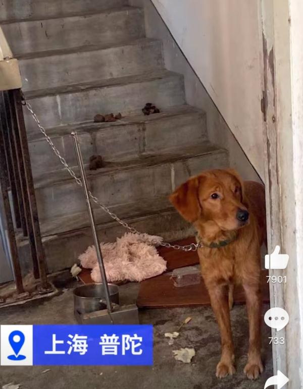 上海主人将金毛犬长期锁楼道：为减少大小便，不允许邻居喂食喂水