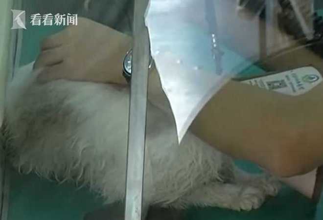 女子养了三年多的爱犬一直都把它当做家人一样