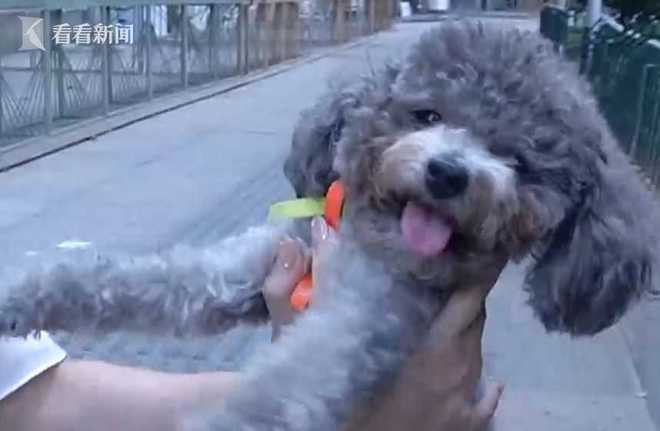 女子养了三年多的爱犬一直都把它当做家人一样