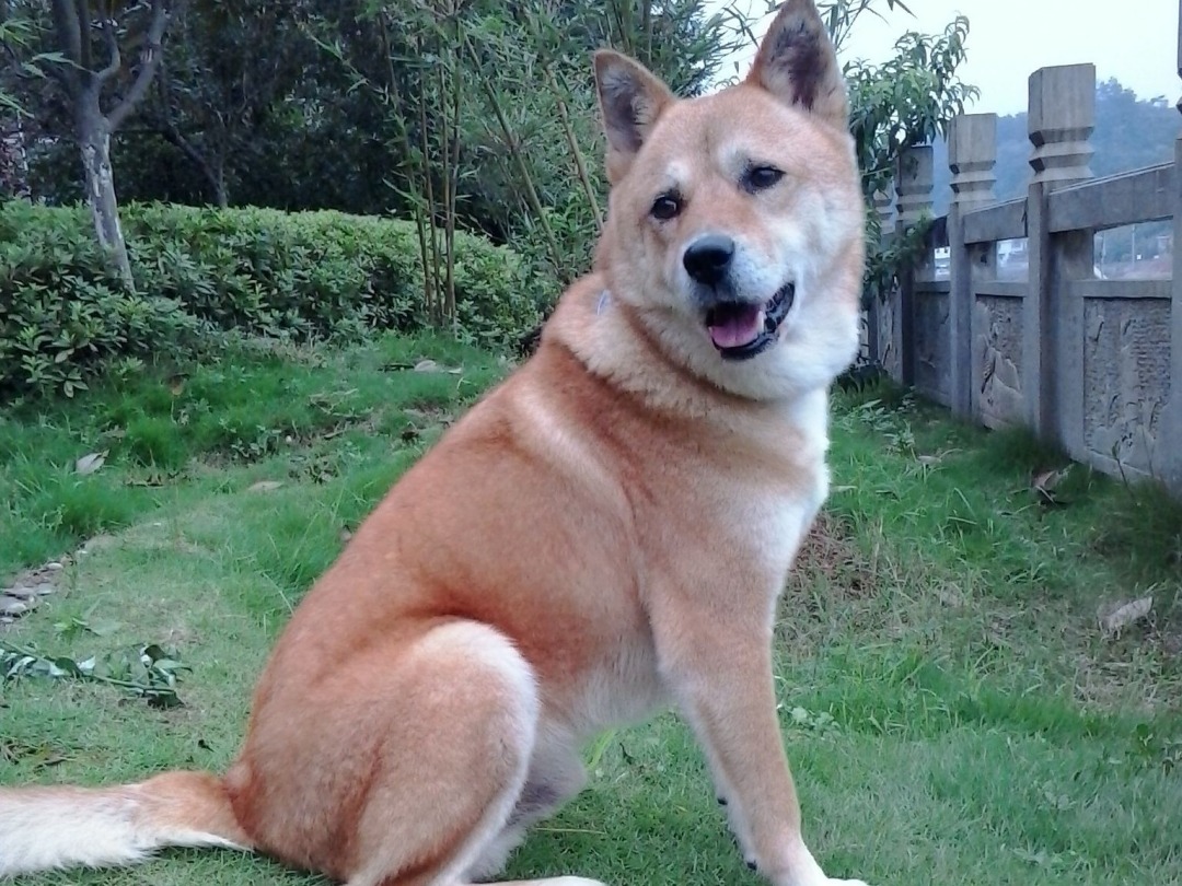中华田园犬的辉煌就这样黯淡落幕,你吃过几种?_小狗情人