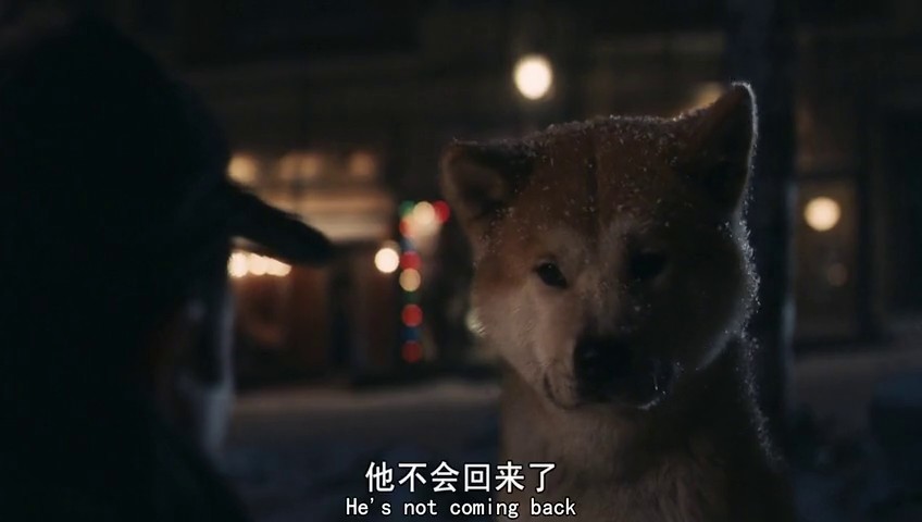 忠犬八公和忠犬八公物语_忠犬八公是什么品种的狗_忠犬八公是什么品种狗