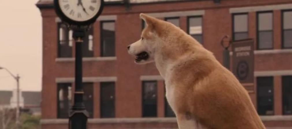 《忠犬八公的故事》原型是一只秋田犬
