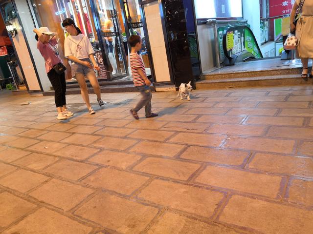“女不养狗”，但很多单身女性都养了一条狗，这是为啥呢？