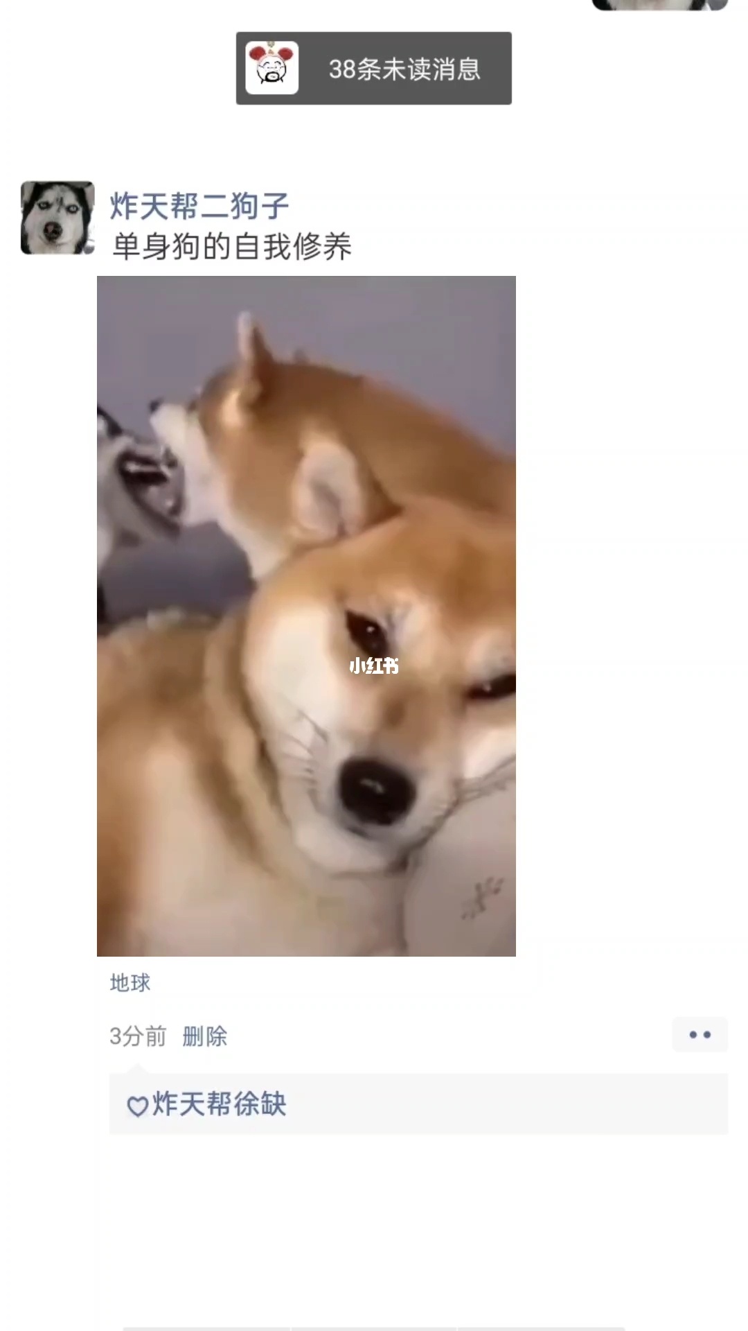 为什么女不养狗的原因_养什么狗最赚钱又好养_泰迪狗好养还是比熊好养