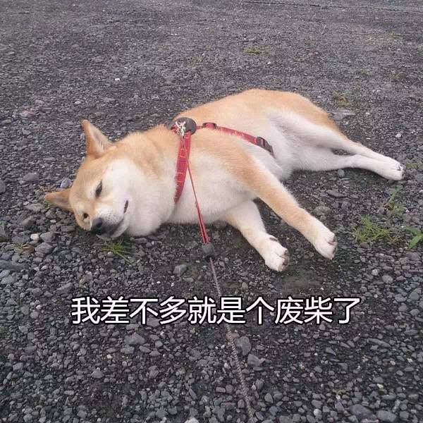 养什么狗最赚钱又好养_为什么女不养狗的原因_泰迪狗好养还是比熊好养
