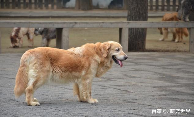 世界上最忠诚的狗狗，你知道什么狗对主人忠诚吗？