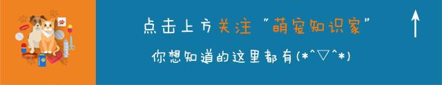 为什么要费心切断尾巴？狗狗没有尾巴的原因是什么？