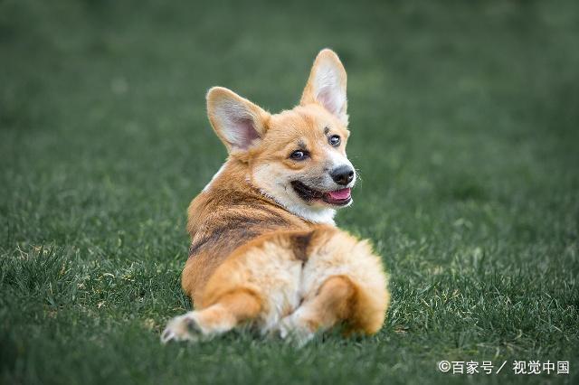 为什么要费心切断尾巴？狗狗没有尾巴的原因是什么？