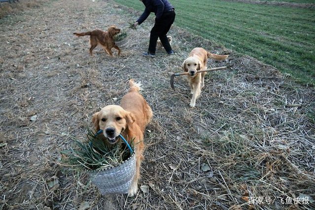 遛狗时狗绳最长1.5米2年内受罚3次将没收狗