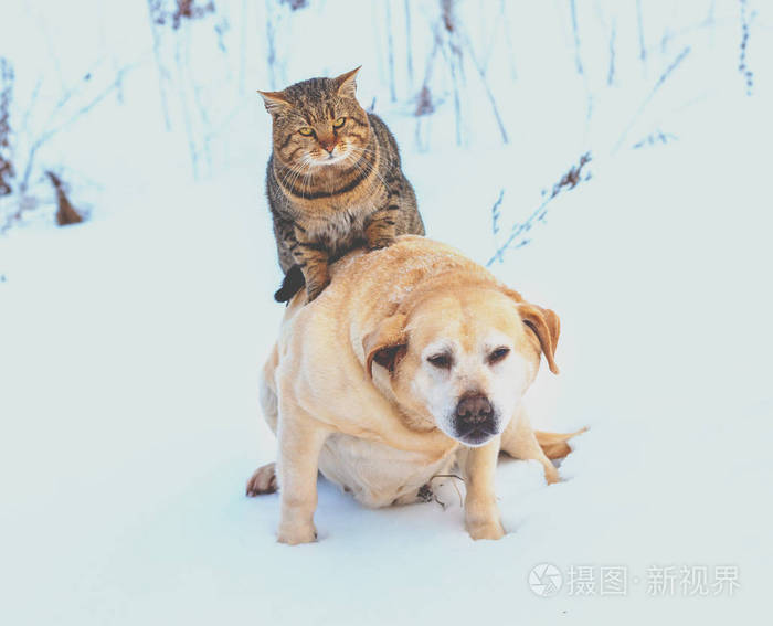 男抱狗女抱猫情侣头像_女不养狗男不养猫_狗和猫哪个好养