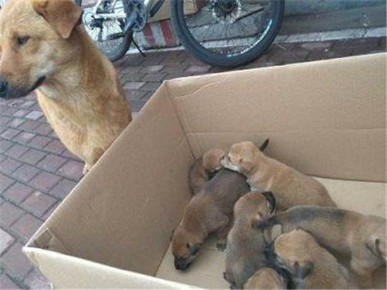 新手养什么狗最好，要聪明的狗_农村养狗规定_在农村养什么狗赚钱